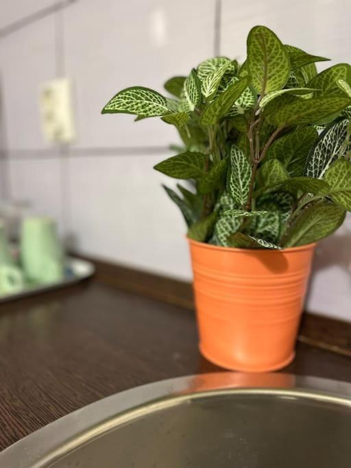 Apartament 2# Sunflower Cozy